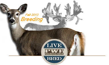 Explore our Breeding Program